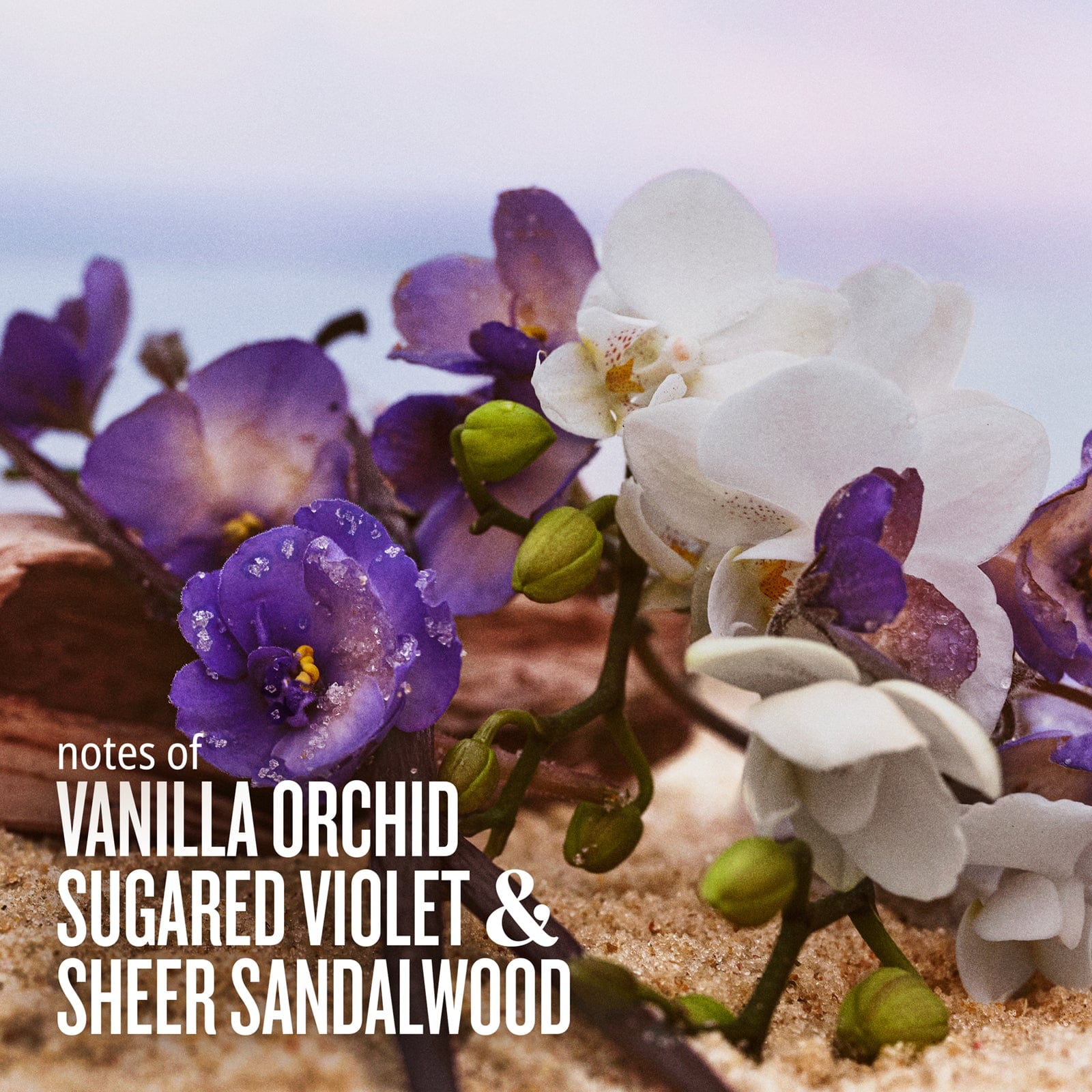 Notes of vanilla orchid, sugared violet & sheer sandalwood