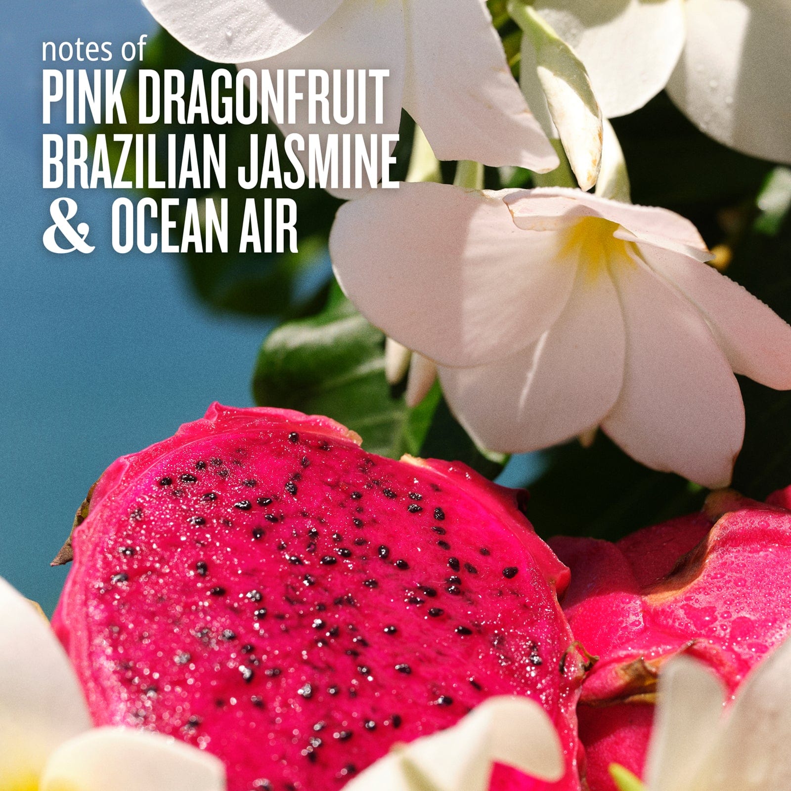 Notes of pink dragonfruit, Brazilian jasmine & ocean air