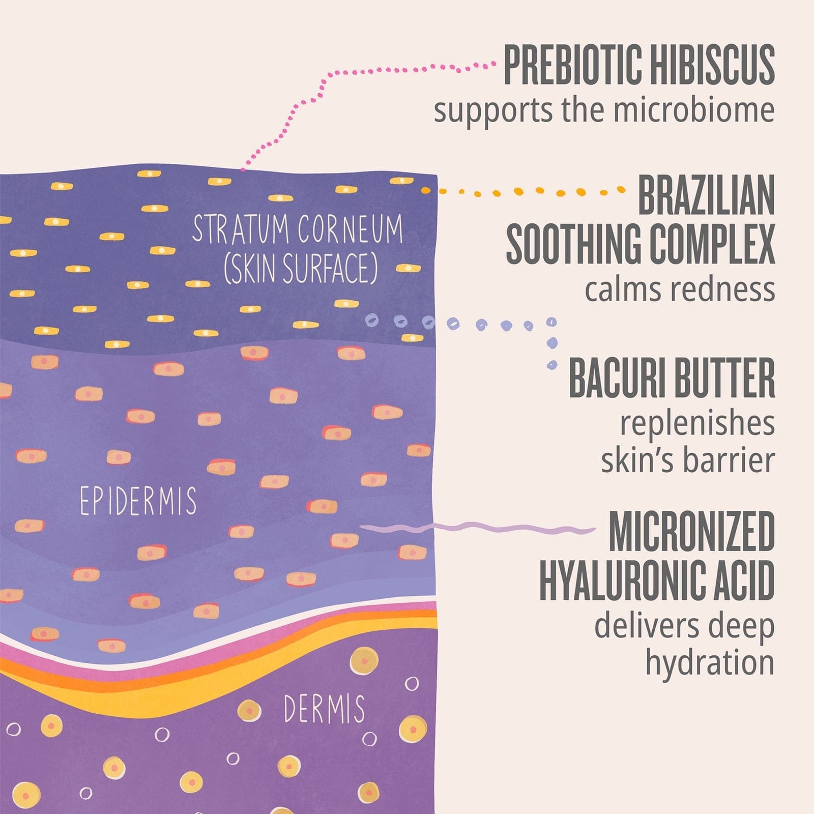 Prebiotic hibiscus supports the microbiome. Brazilian soothing complex calms redness. Bacuri butter replenishes skin&