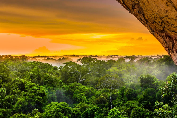 rainforest