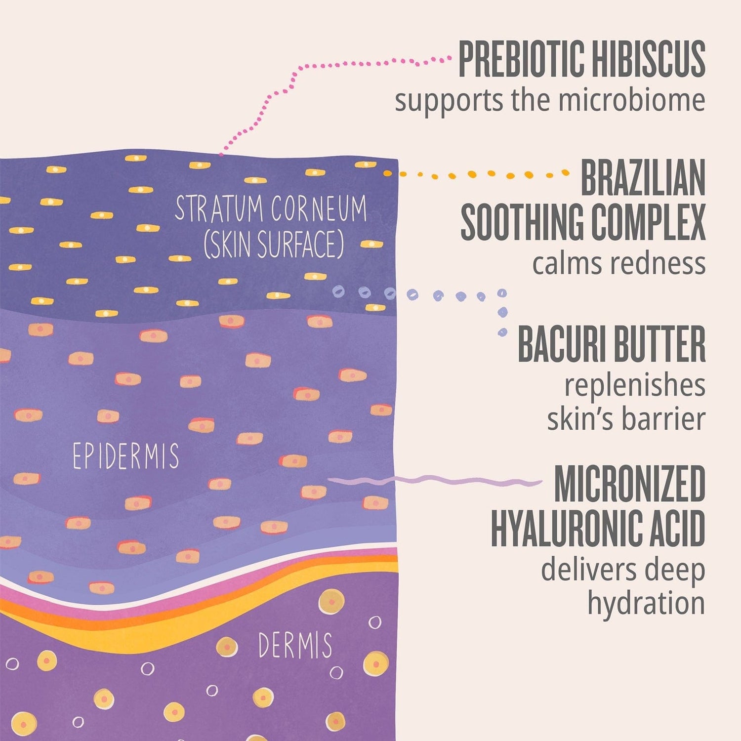 Prebiotic hibiscus supports the microbiome. Brazilian soothing complex calms redness. Bacuri butter replenishes skin&
